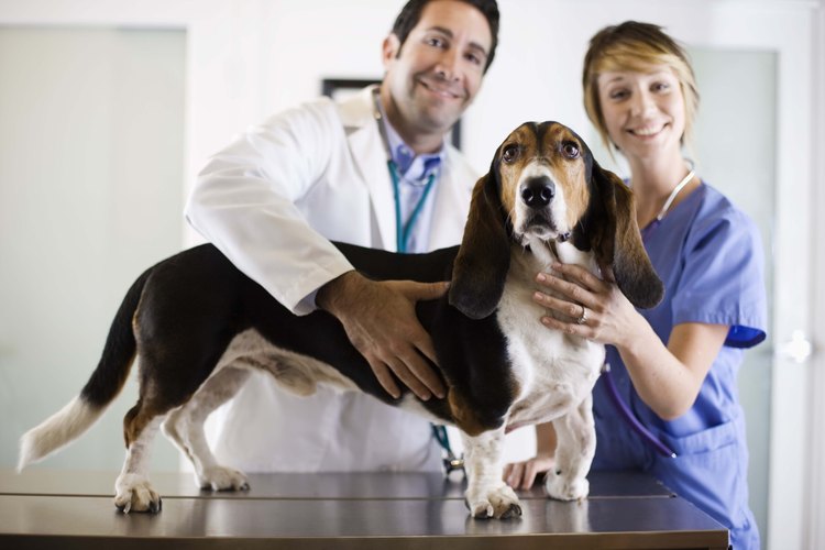 Los veterinarios pueden pedir una muestra de materia fecal de un perro.