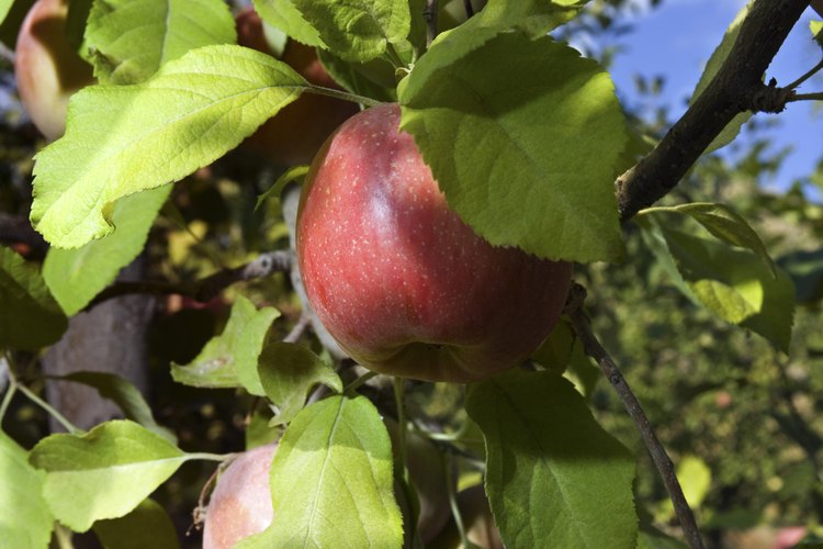 Cada manzana en un árbol necesita la energía de cincuenta hojas para ayudarla a crecer.