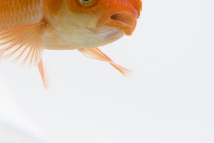El carpín es un popular pez usado como mascota.