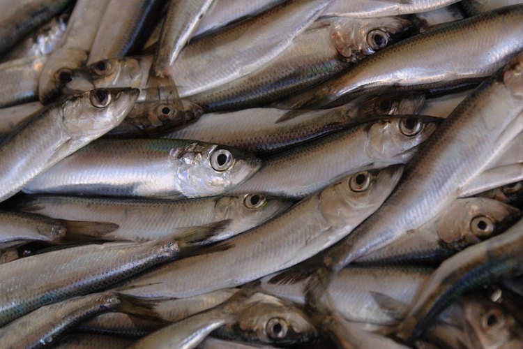 Las anchoas son una fuente de alimento común para muchos tipos de atún.