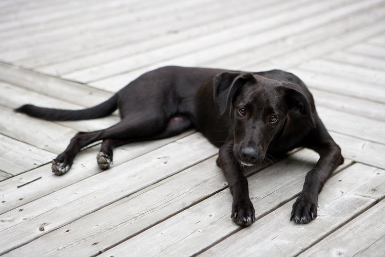 El labrador retriever es un perro que tiene doble pelaje.