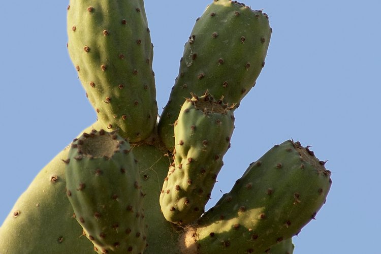 Los cactus son una clase de suculenta.