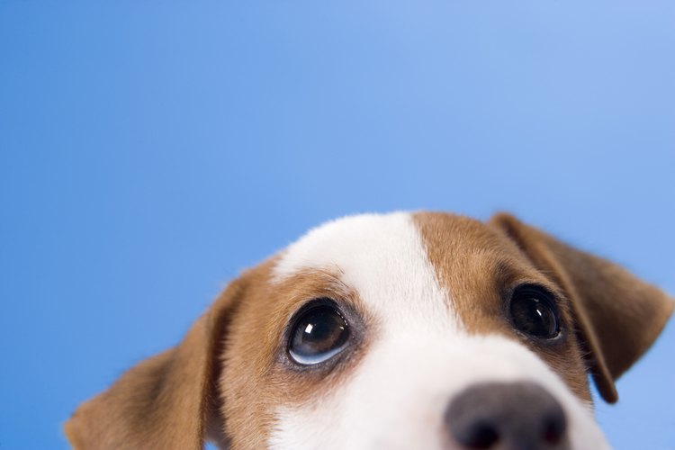 Cuida a tu perro.