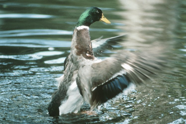 El pato silvestre es un pato de agua dulce.