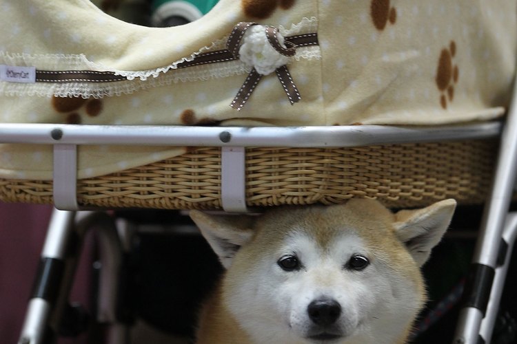 Los Shiba Inu son conocidos por ser robustos, pequeños y ágiles.