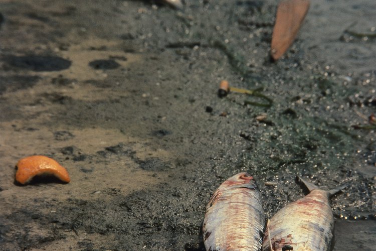 La contaminación de las aguas que finalmente drenan hacia o se conectan con los océanos destruye la vida.