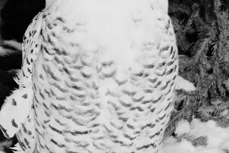 Las aves salvajes pueden convertirse en excelentes mascotas.
