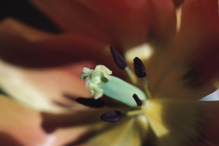 Flores.