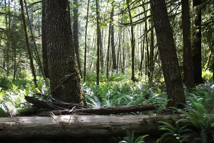 La selva tropical genera vida en diferentes aspectos, como hábitat, purificadora del aire, diversidad alimentaria y como fuente vital de medicamentos.