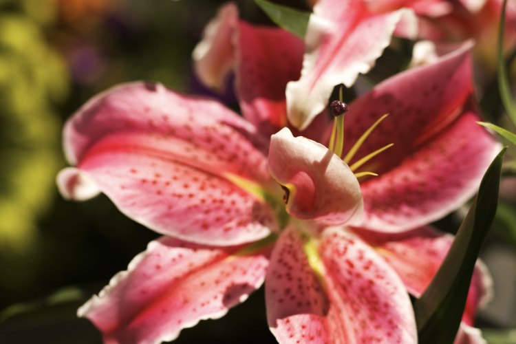 Hay muchos poemas sobre flores para niños