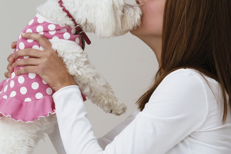 Un bichon frisé es pequeño y lindo, pero debe comer de un recipiente para perros como cualquier otro perro.