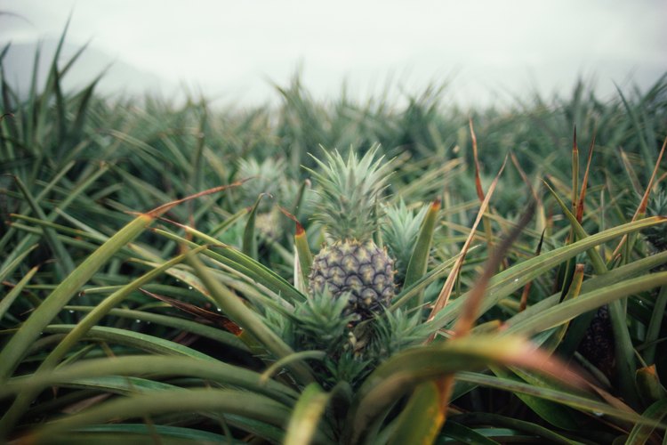 Las plantas de piña son nativas de América del Sur.