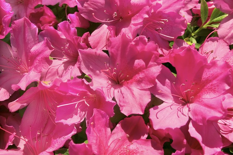 Fertiliza tus plantas de azalea con un fertilizante granular de liberación lenta, que contribuye a la penetración del nitrógeno lentamente en el suelo.