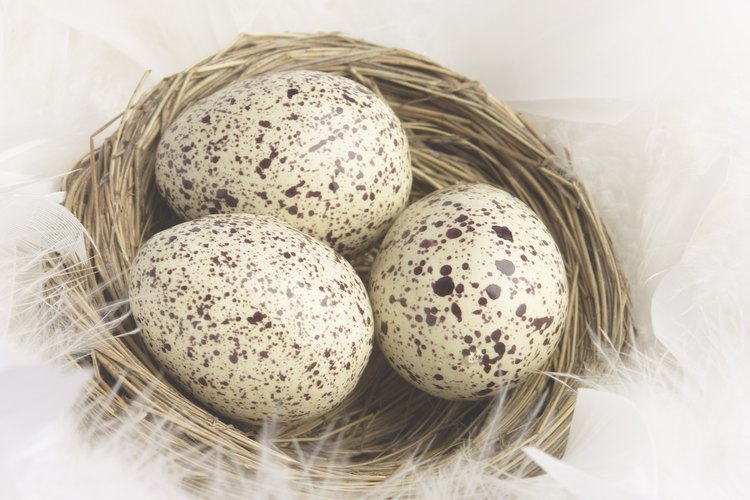 Una cotorra cabeza roja hembra pone tres o cuatro huevos.