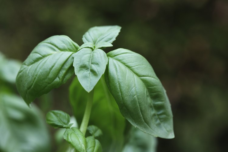 Las plantas de albahaca sanas tienen hojas enteras y resistentes.
