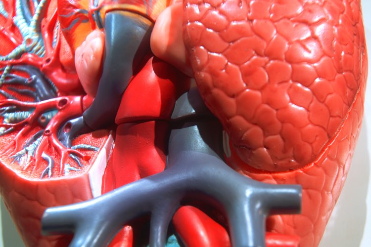 El revestimiento de los vasos sanguíneos del cuerpo tiene una membrana basal.
