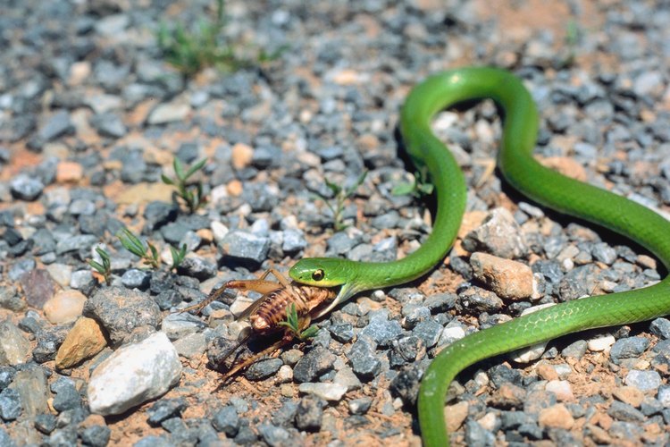 Una serpiente pequeña se alimenta con un grillo