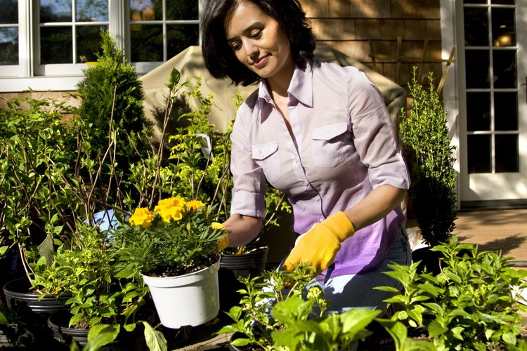 Si toman las medidas necesarias, los aficionados a la jardinería pueden cultivar prácticamente cualquier planta.