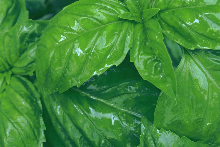 La fertilización excesiva podría reducir los aceites sabrosos en tu planta de albahaca.