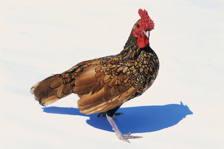 Las gallinas con lóbulo de oreja rojo produce huevos marrón.