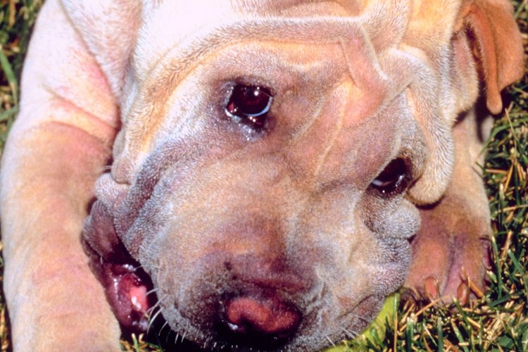 Primer plano de un cachorro de Shar Pei.