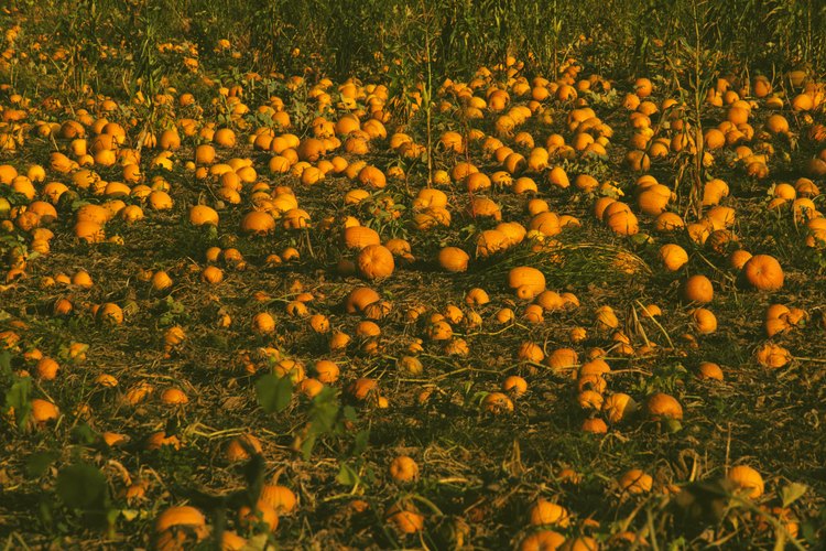 Un campo de calabazas maduras al final de la vida útil de la planta.