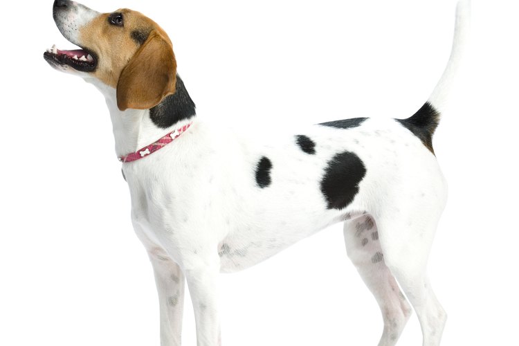 Esto sólo hará que su cuerpo crea que los cachorros se están amamantando y hará que produzca más leche.