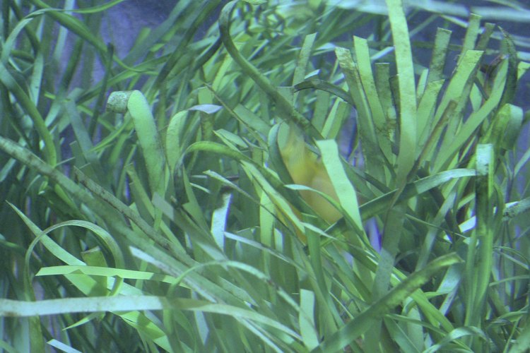 Las plantas vivas brindan un hábitat natural para los peces.