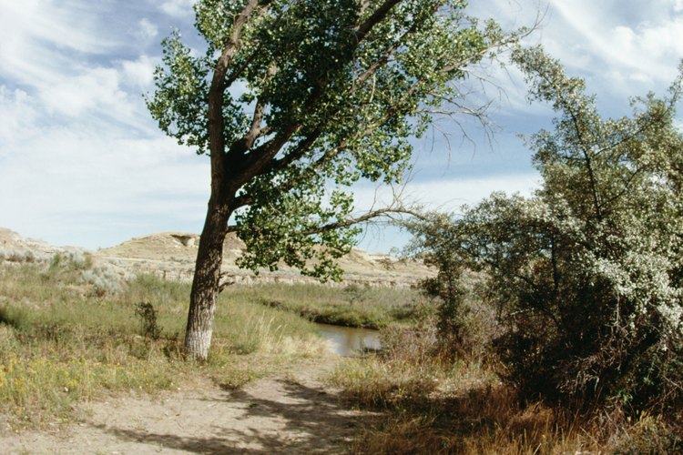 Ciertos árboles prosperan en condiciones de viento.