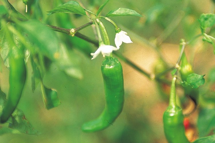 A fin de tener pimientos, tus plantas deben florecer exitosamente.