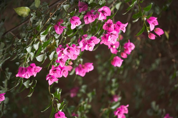 La buganvilla podría no producir sus flores brillantes si no se poda de forma adecuada.