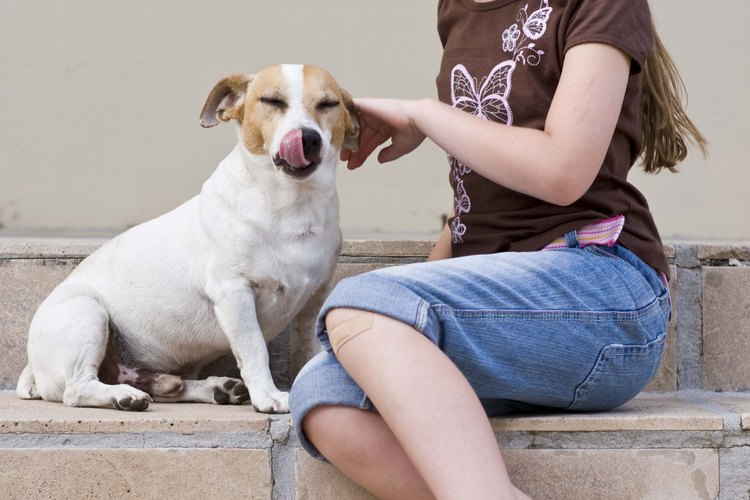 Los dueños responsables de mascotas limpian lo que hacen sus perros.