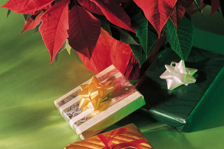 La flor de Nochebuena, de uso sagrado para los pueblos prehispánicos de México, es ahora uno de los símbolos más bellos y representativos de la Navidad.