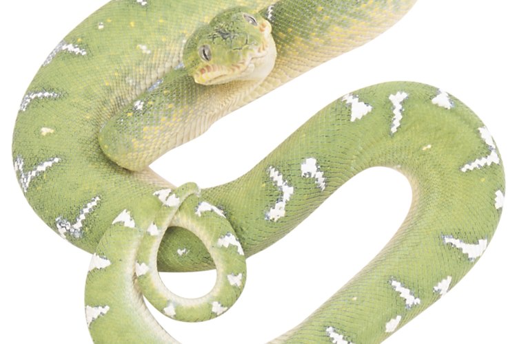 Las serpientes de selva frecuentemente tienen un color verde para mezclarse con el ambiente.