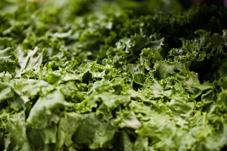 Los insecticidas pueden proteger tu lechuga de las plagas dañinas.