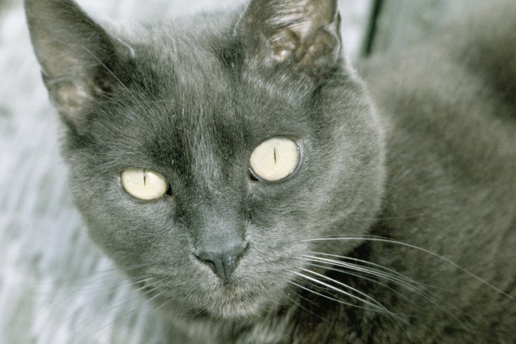 Las personalidades de los gatos grises varían de gato a gato.