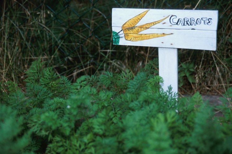Trasplanta cuidadosamente las zanahorias para evitar dañar sus raíces