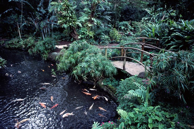 Elige las plantas acuáticas adecuadas para tu estanque de peces.
