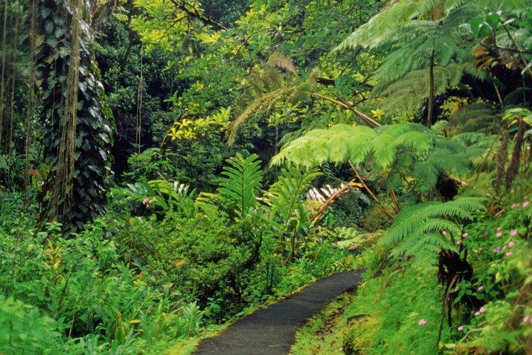 Las lluvias de Hawaii son las responsables de su hermosa y abundante vegetación.