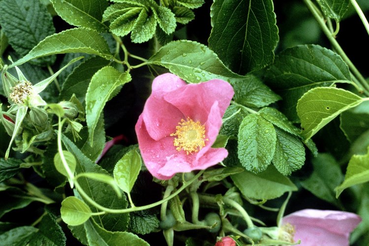 La rosa rugosa Henry Hudson.