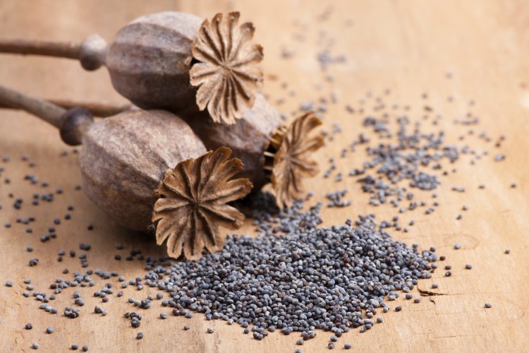 Las semillas de amapola poseen un alto contenido de omega 3.