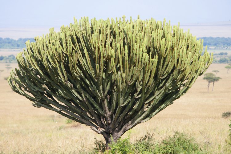 El árbol candelabro.