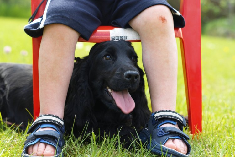 Un spanador podría ser excelente mascota para un niño.