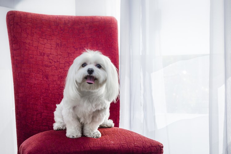 Perro Maltés en una silla.