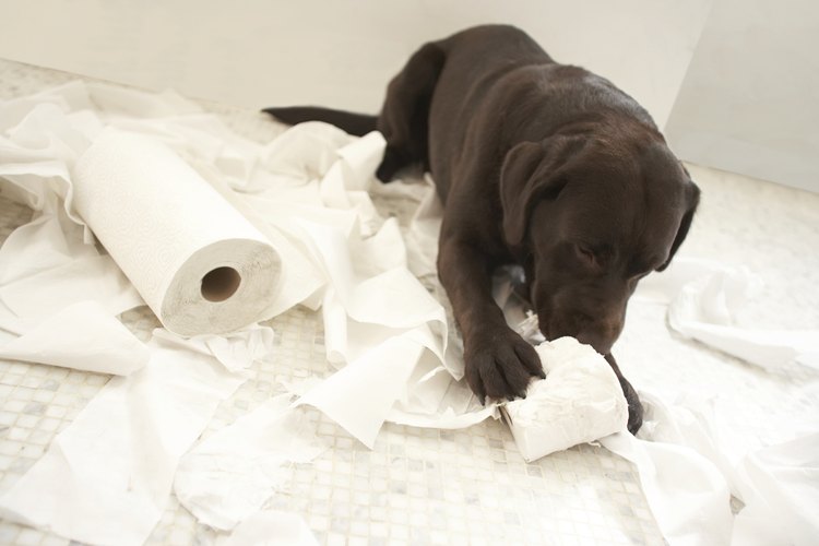 Los cachorros de labrador son juguetones e inteligentes.