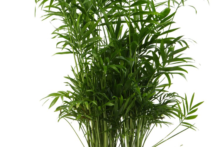 La palma areca a menudo se cultiva y se cuida como planta de interiores.