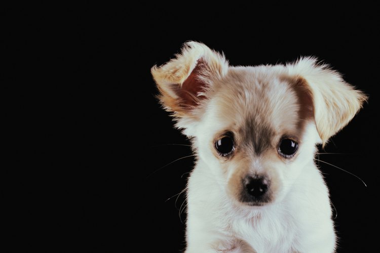 Los alimentos para mezclas de chihuahuas deben tener más proteínas y grasas y menos hidratos de carbono para prevenir la obesidad.