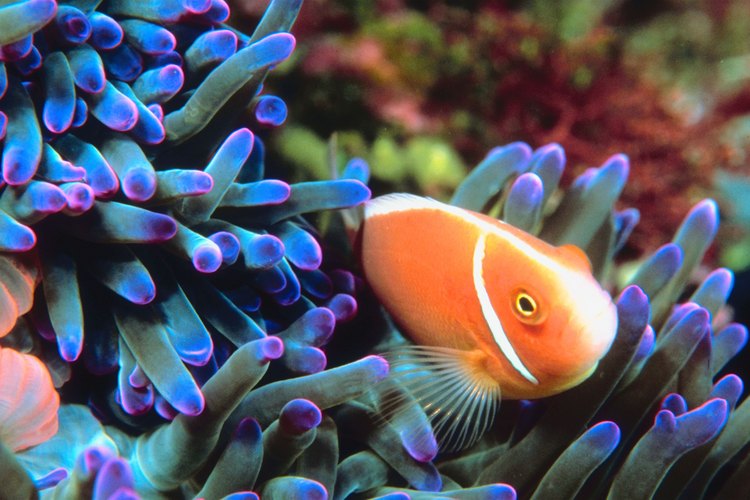 Los peces payaso viven en la anémona de mar para protegerse de los depredadores.