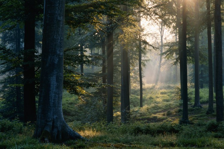 El bosque es un paraíso para los amantes del aire libre, atravesado por senderos y arroyos trucheros.