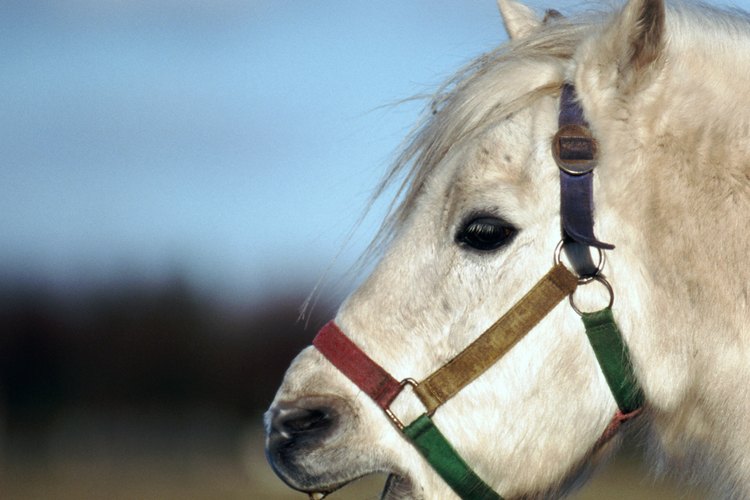 Lleva a los más pequeños a pasear en pony.